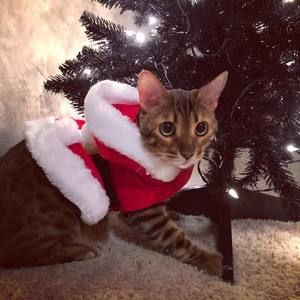 Meet your Posher, Rowan